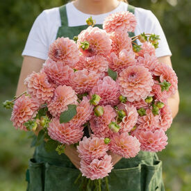 Linda's Baby, Dahlia Tubers